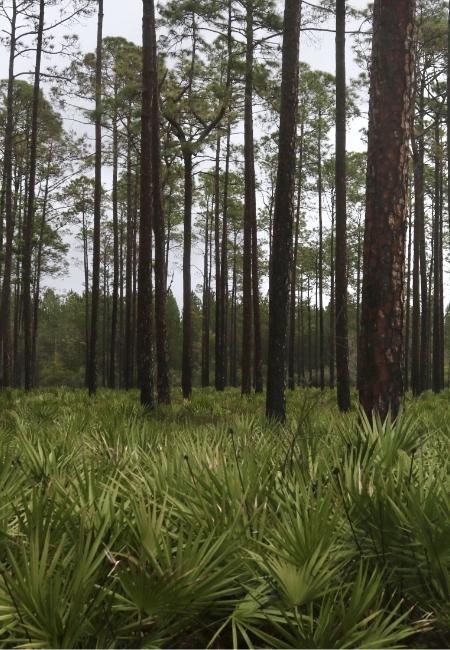 Im Okefenokee Swamp in Georgia stehen hohe Kiefern über dichtem Sägepalmenbewuchs unter einem hellen Himmel.