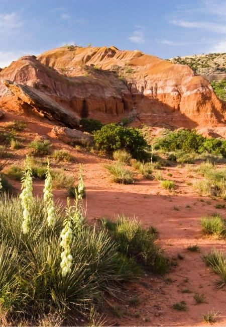 Im Palo Duro Canyon in Texas leuchten rote Felswände über sandigem Boden und niedrigen Wüstengräsern.