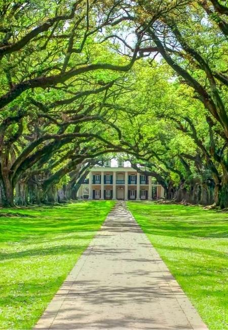 Eine lange Allee aus alten Eichen führt zu einem hellen Plantagenhaus unter dichtem Grün im Süden der USA.