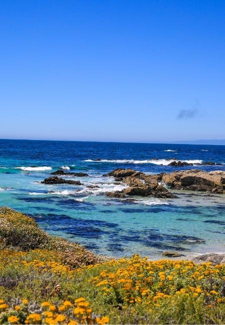 An der 17-Mile-Drive-Küste liegen flache Felsen im türkisblauen Wasser, davor blühen orangefarbene Küstenpflanzen.