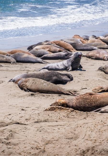 Am Strand von Piedras Blancas liegen zahlreiche Elefantenrobben dicht beieinander, während eine Robbe aufrecht im Sand sitzt.