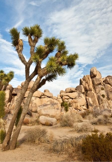 Joshua Trees und große Granitfelsen prägen die trockene Wüstenlandschaft im Joshua Tree Nationalpark unter weitem Himmel.