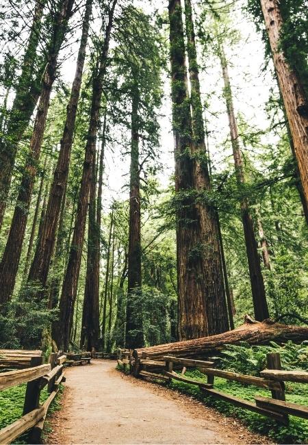 Ein geschwungener Holzpfad führt durch den dichten Redwood-Wald mit sehr hohen Küstenmammutbäumen und grünem Unterwuchs.