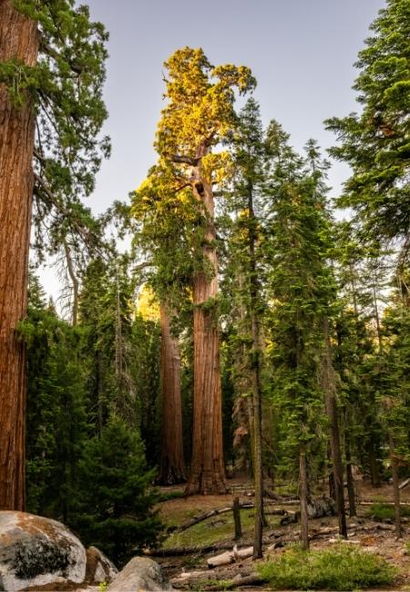 Im dichten Wald ragen mächtige Mammutbäume mit rotbraunen Stämmen und heller Krone in den Himmel von Sequoia.