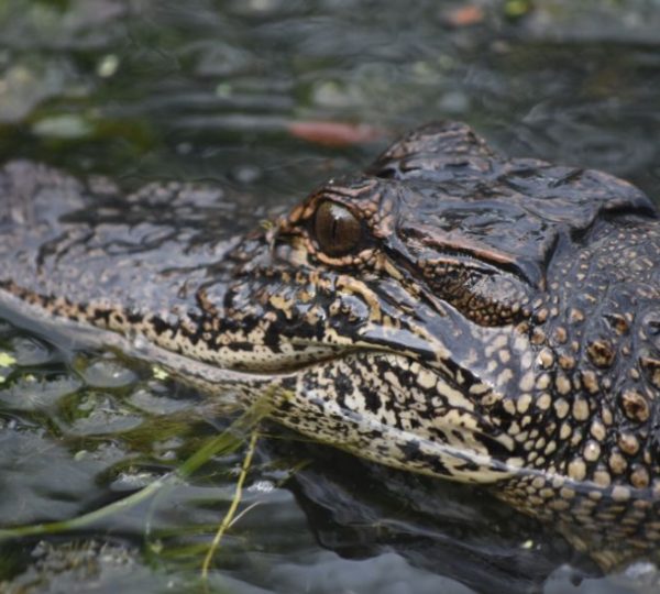 Ein Alligator gleitet nah an der Wasseroberfläche durch das dunkle Sumpfwasser der Barataria Preserve in Louisiana.