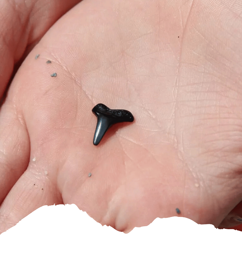 Eine Hand hält einen kleinen schwarzen fossilen Haifischzahn, wie er an Stränden von Venice Beach in Florida gefunden wird.