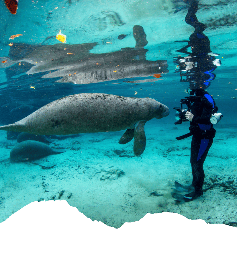 Unter Wasser schwimmt eine große Seekuh mit grauer Haut neben einem Taucher in Crystal River, Florida.