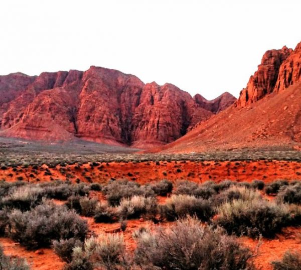 Rote Felswände und buschige Wüstenvegetation prägen die Landschaft bei Zion auf einer Canyon-Rundreise durch Utah.