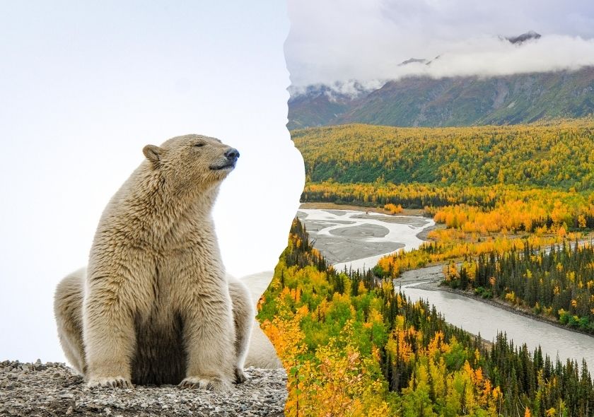 Gletscher, Fjorde und Goldgräberspuren: 16 Tage Alaska Rundreise im Mietwagen
