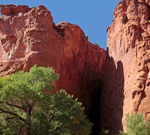 Rotbraune Felsklippen mit schmaler Schlucht und grünem Baum bei Torrey in Utah während einer Canyon-Rundreise