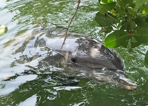 Ein Delfin schwimmt durch das grünliche Wasser einer naturbelassenen Lagune im Theatre of the Sea in Florida.