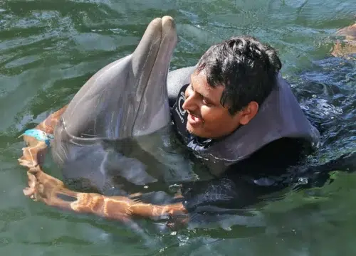 Ein Mann schwimmt in Florida in einer Lagune neben einem Delfin und lächelt während der Begegnung im Wasser.