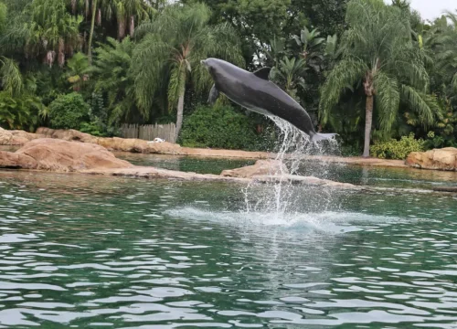 Ein grauer Delfin springt aus dem Wasser der Dolphin Lagoon von Discovery Cove vor tropischer Vegetation in Orlando.