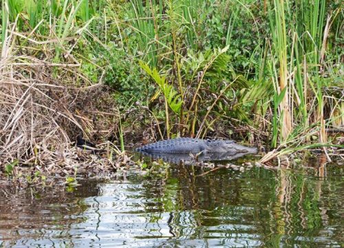 Ein Alligator liegt im flachen Wasser zwischen dichter, sattgrüner Sumpfvegetation im Everglades National Park in Florida.
