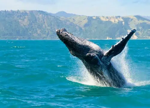 Ein großer Buckelwal springt vor Maui aus türkisblauem Wasser, während die Küste von Hawaii im Hintergrund sichtbar ist.