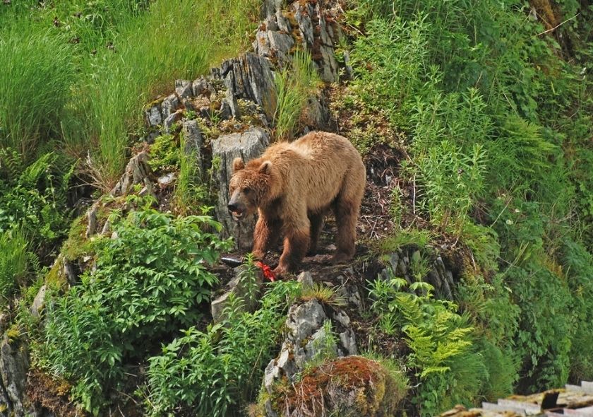 Ein Kodiakbär mit braunem Fell steht zwischen Felsen und dichter Vegetation auf Kodiak Island in Alaska.