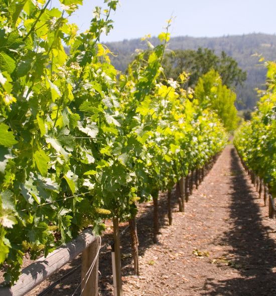 Napa Valley Kalifornien für Einsteiger: Weinprobe ohne Weinkenner-Druck