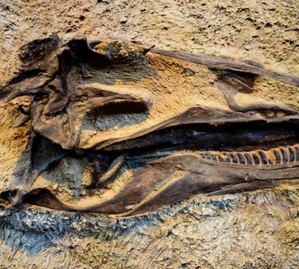 Ein fossilierter Dinosaurierschädel liegt mit langer Schnauze und Zahnreihe im Gestein der Rocky Mountains in Colorado.