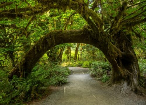 Hoh Rainforest, Küste und Berge: Olympic in einem Tag