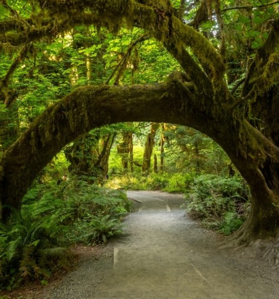 Hoh Rainforest, Küste und Berge: Olympic in einem Tag