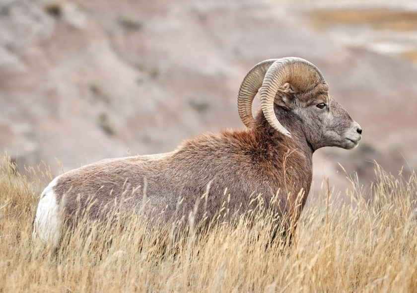 Badlands Nationalpark Reisetipps. Das Bild zeigt ein Bighorn Sheep.