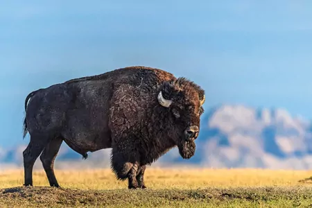 Individuelle North and South Dakota Reisen