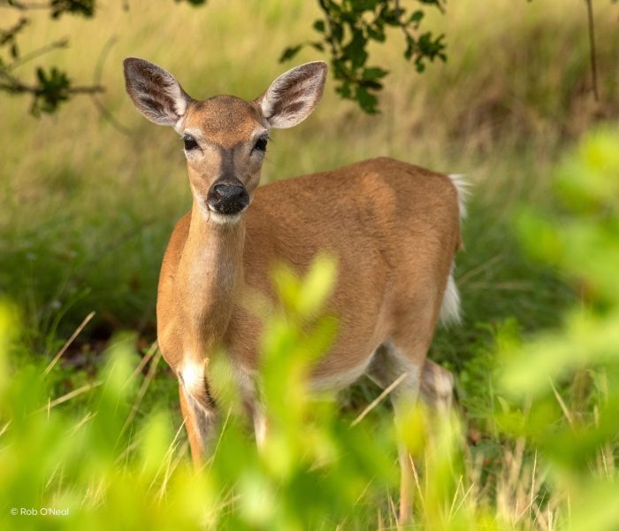 Sunshine Stories Slideshow Keys (13) 14-tägiger Florida Urlaub: Von Bradenton Gulf Islands bis nach Greater Fort Lauderdale
