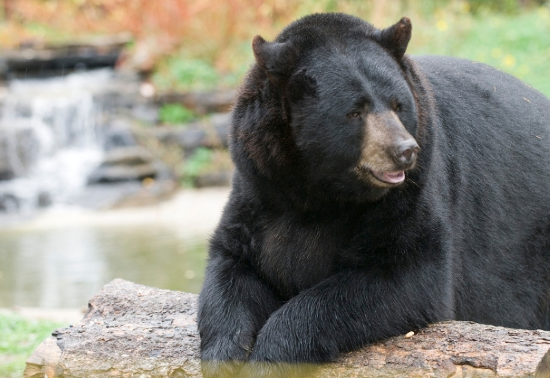 True Heart of America - Minnesota Rundreise True Heart of America - Minnesota Rundreise