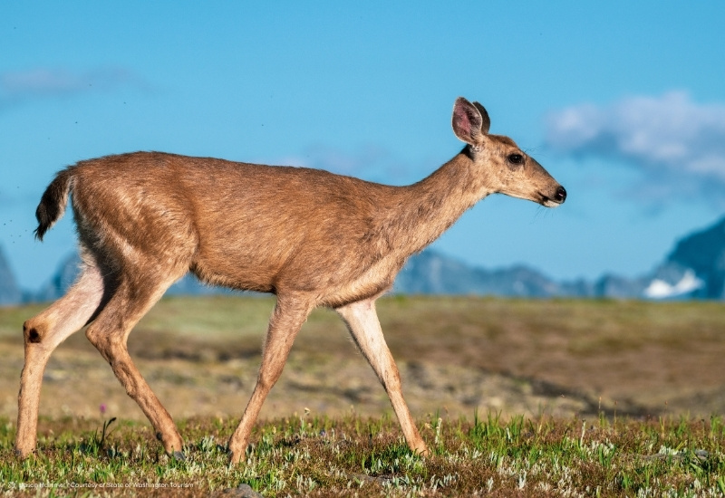 washington-rundreise-galerie-Obstruction Point, Olympic National Park, Clallam County, Peninsulas Two Worlds. One Journey. Washington & Seattle Rundreise